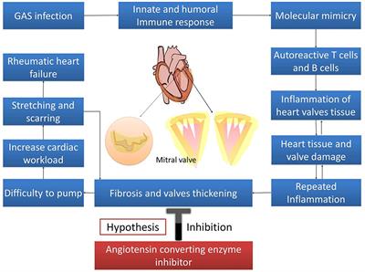 Frontiers | Angiotensin Converting Enzyme Inhibitors (ACEIs) Decrease ...